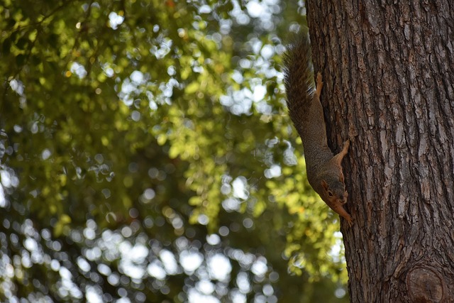 雖然拉齊奧 雖然拉齊奧