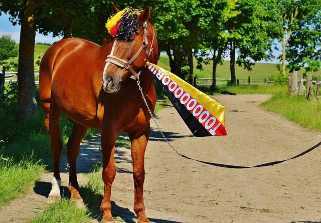 乓球队的主 乓球队的主